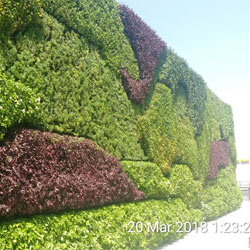 Green Walls